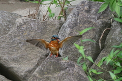 ママセミ１