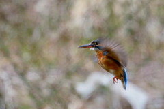 カワ子ちゃんホバ２