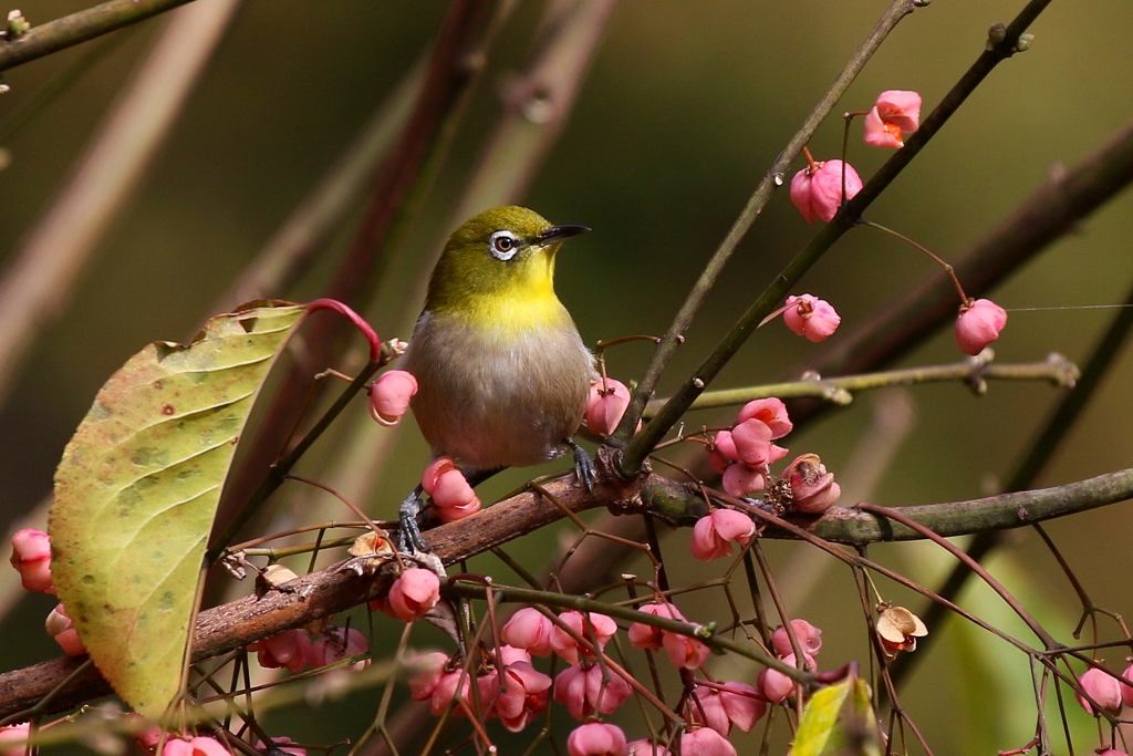 マユミとメジロ
