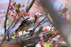 桜コムクドリ