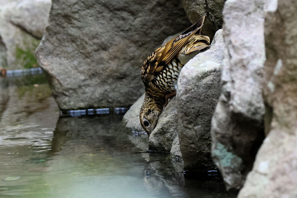 トラちゃんの水分補給１