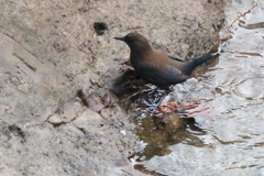 カワガラス