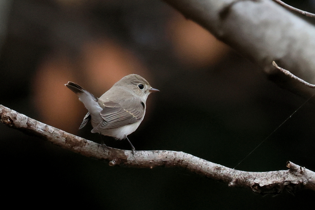 ニシオジロビタキさん２
