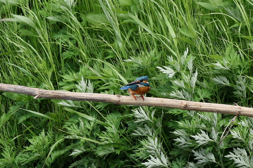 強風にも負けず