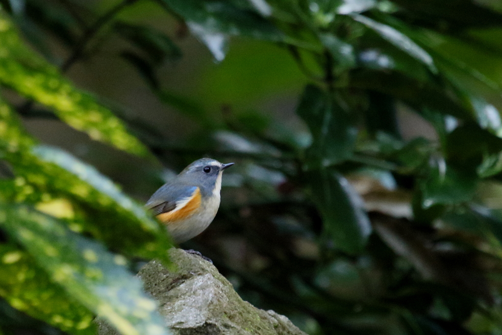 ルリ男君２　たぶん２号