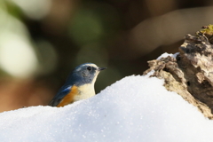 雪ルリ君