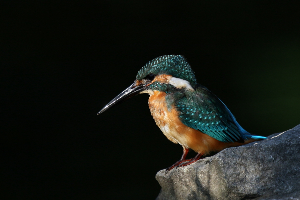 今日のカワちゃん