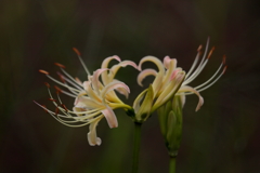 季節の花