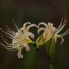季節の花