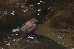 カワガラスさん