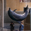 イルカショー１