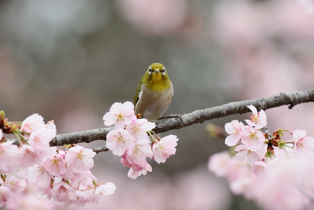 桜とメジロ