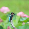 止まり木