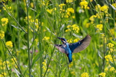菜の花カワ男君２
