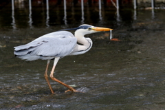 アオサギさん２