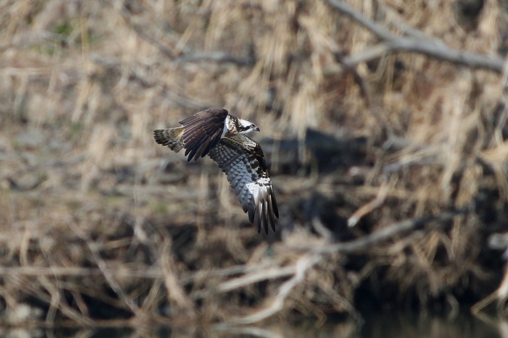 ミサゴとおちゃん２
