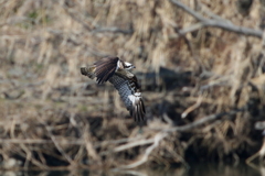 ミサゴとおちゃん２