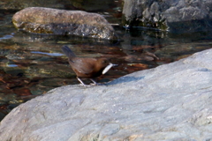 カワちゃん魚捕り