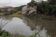 Ｓ池桜情報