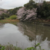 Ｓ池桜情報