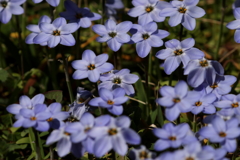 春の花４　花韮
