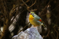 お山のてっぺん