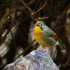 お山のてっぺん