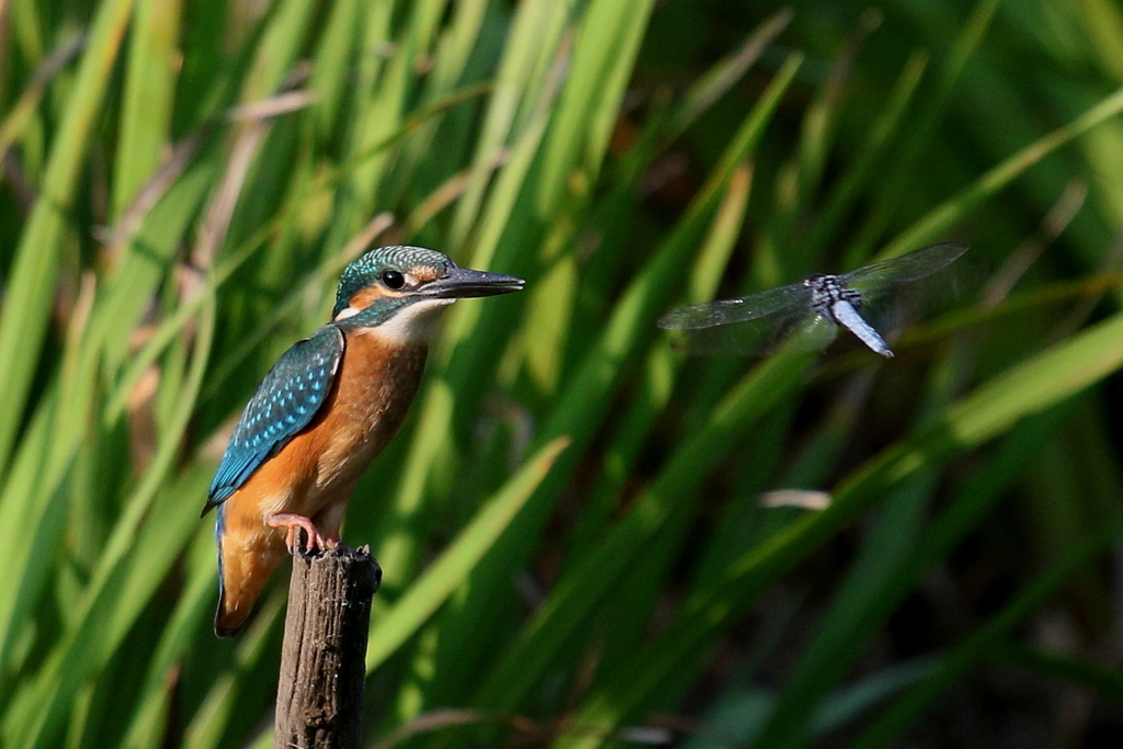 若セミトンボ２