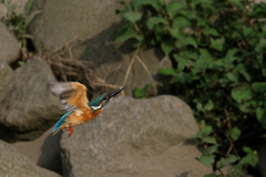 パパカワさん