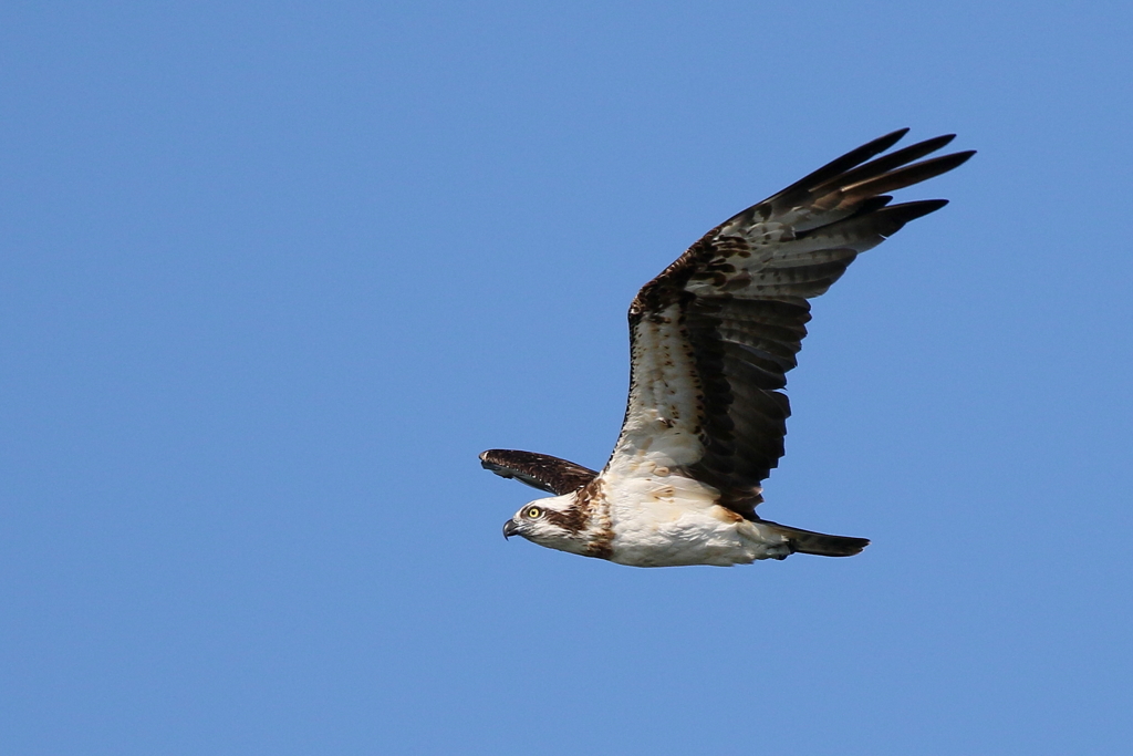 青空ミサゴさん
