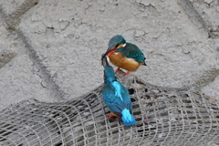 女王様お食事でございます