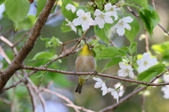 縮んだぞ