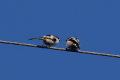 ないしょばなし？