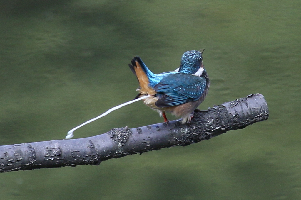 若セミ２号 ピーー