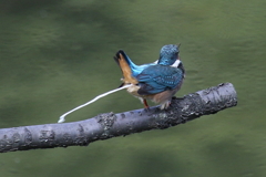 若セミ２号 ピーー