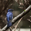 Ｂｉｇ Ｂｌｕｅ