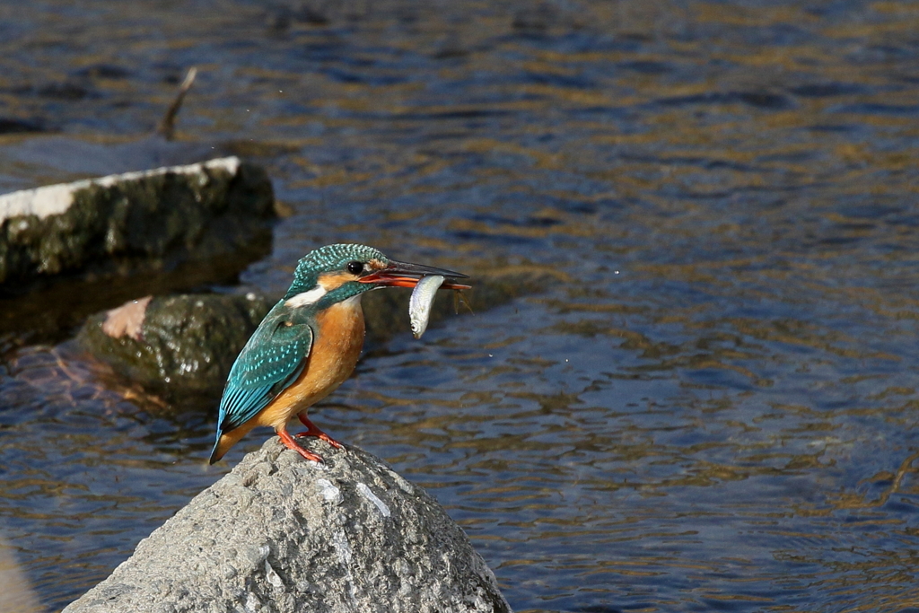 本日のおおもの
