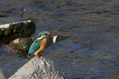 本日のおおもの