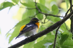 美声のキビ君３