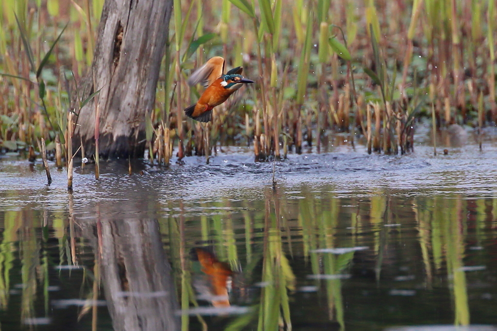 今日のカワちゃん