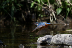 今日のカワ男君