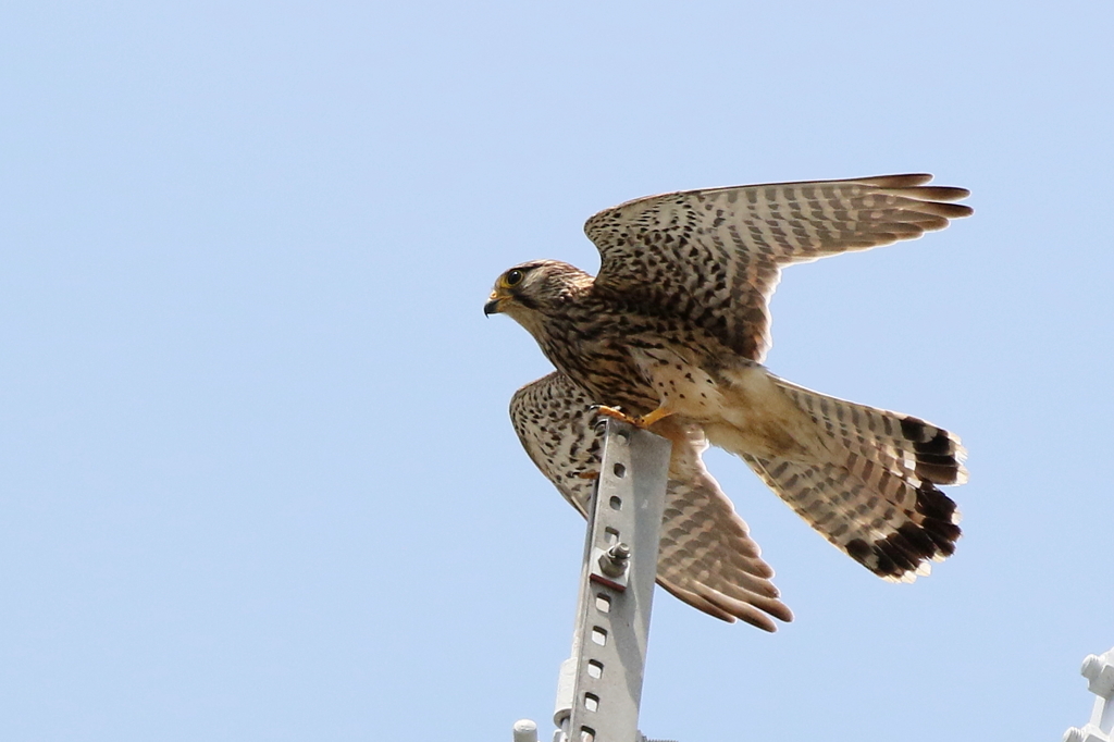 チョウゲンママ７