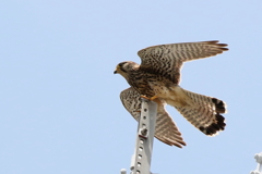 チョウゲンママ７