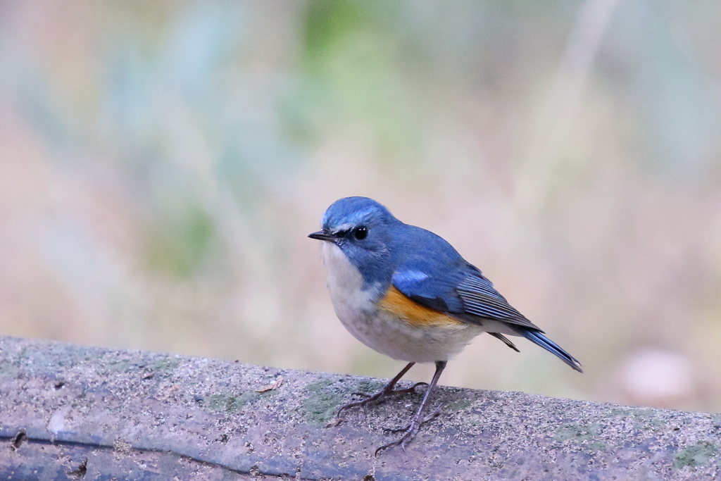 やっと会えたね