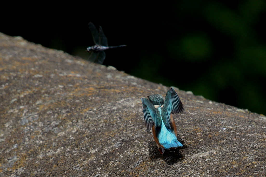 縄張りあらしめ２