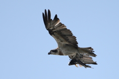 デモフライト３