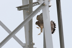 風に乗って