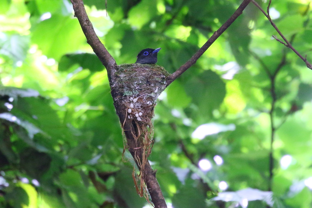 サンちゃんママ１号