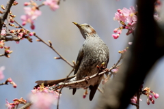 桜ヒヨさん