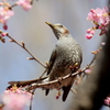 桜ヒヨさん
